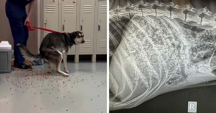 Dog Poops Out Rainbow Orbeez After He Apparently Mistook Them For A Good Snack