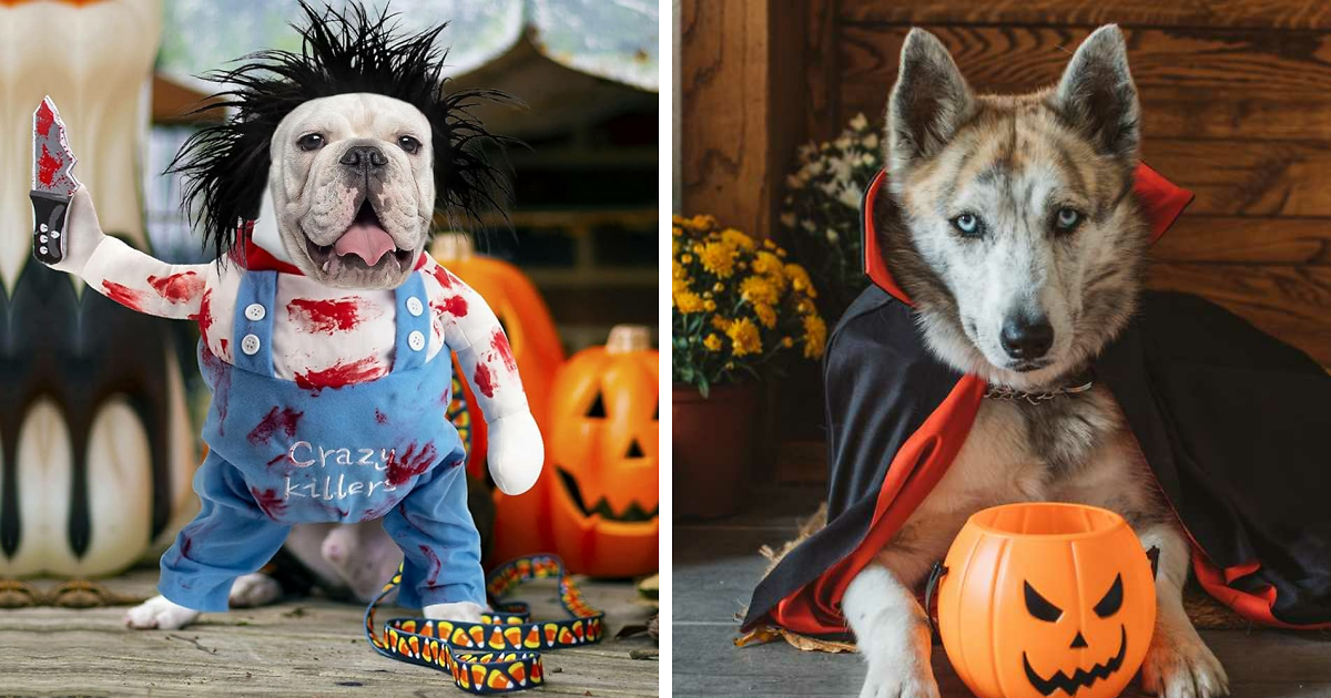 10 Photos Of Dogs With Halloween Costumes Bored Panda