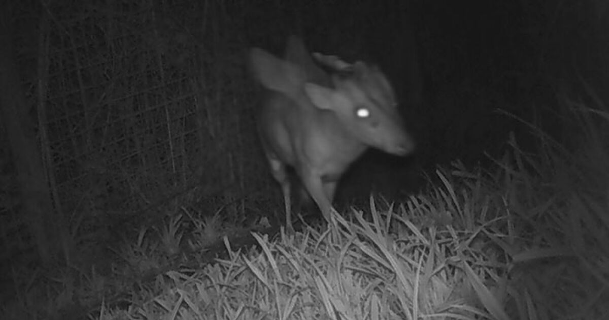 “Is It A Unicorn?” Zoo Officials Stumped By “Mysterious Winged And