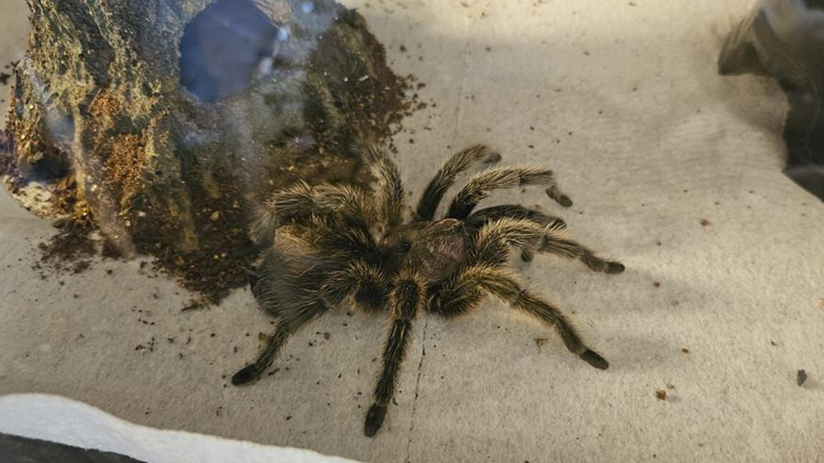 Spider Living Her 3rd Decade Ends Up In A House Fire, Gets Heroically Saved By The Firefighters