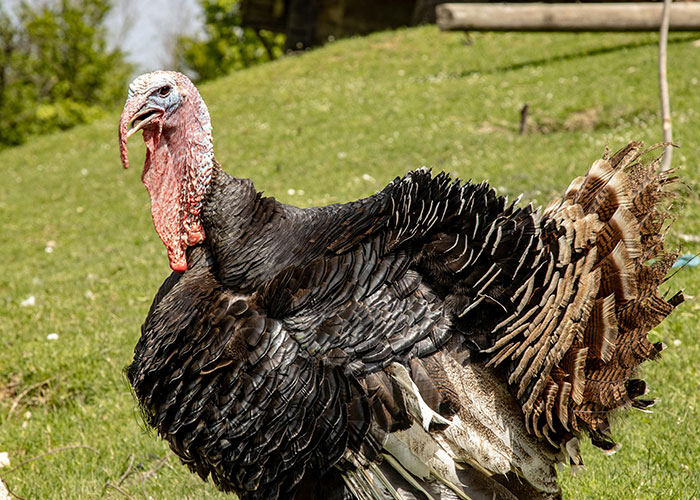 Vegan Host Pushes Her Thanksgiving Menu, Friends Serve Her An RSVP Nightmare In Return Vegan Host Pushes Her Thanksgiving Menu, Friends Serve Her An RSVP Nightmare In Return