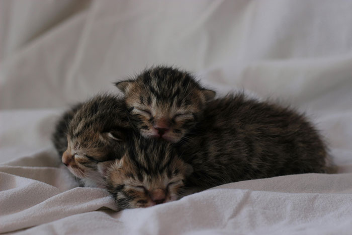 Mom Demands Woman Get Rid Of Her Own Cat Because Of Pregnant Daughter, Gets Banned From House Mom Demands Woman Get Rid Of Her Own Cat Because Of Pregnant Daughter, Gets Banned From House