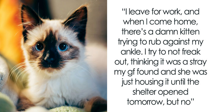 GF Wants A Pet, BF Says Anything But A Cat Is Fine, She Buys A Kitten Anyway, BF Breaks Up With Her
