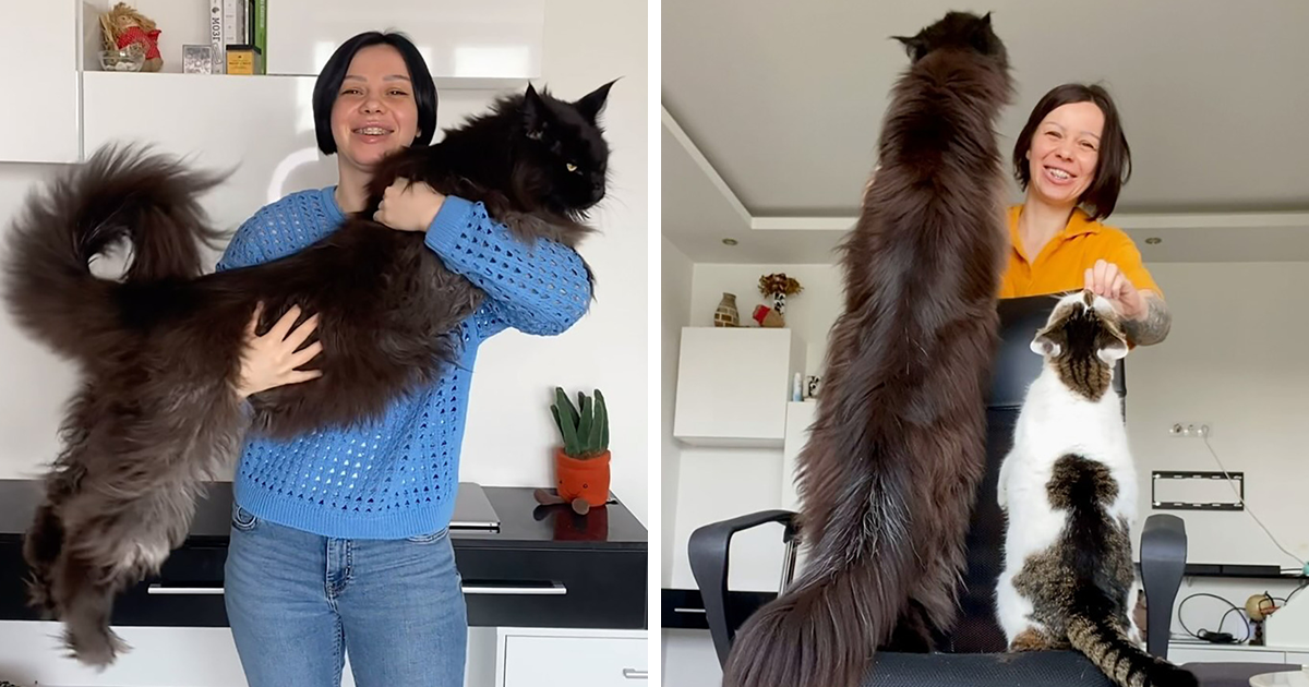 This Maine Coon Cat Is So Big People Think He Is Secretly A Lion