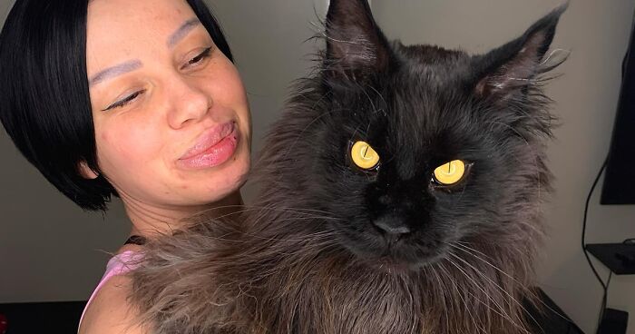 This Giant Cat Amazes People On The Internet As He Can Reach The ...