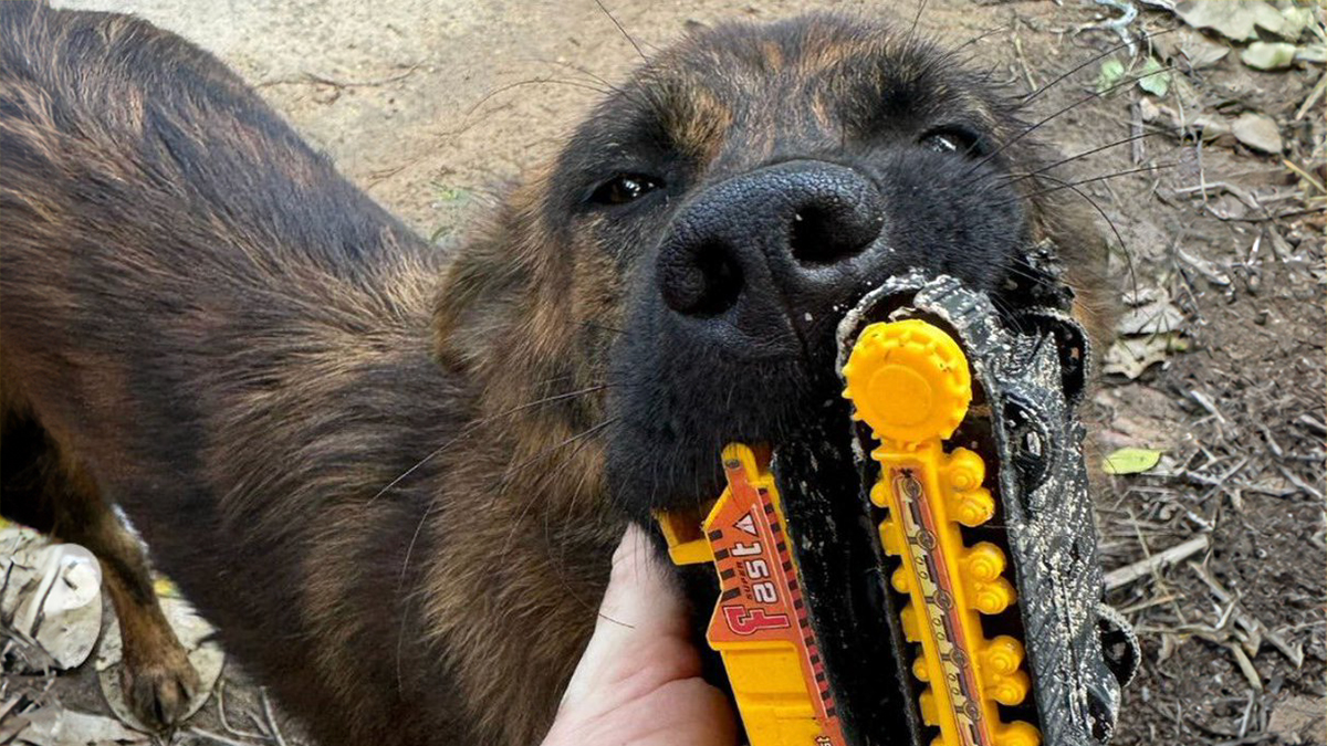 Stray Dog Is Melting Hearts Online For Bringing A Gift For Man Every time He Comes To Feed Her