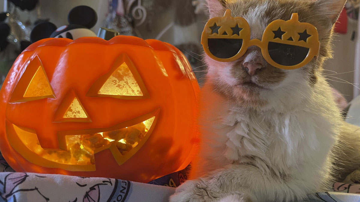 17 Spooktacular Halloween-Themed Cat Photos From Our Annual Contest