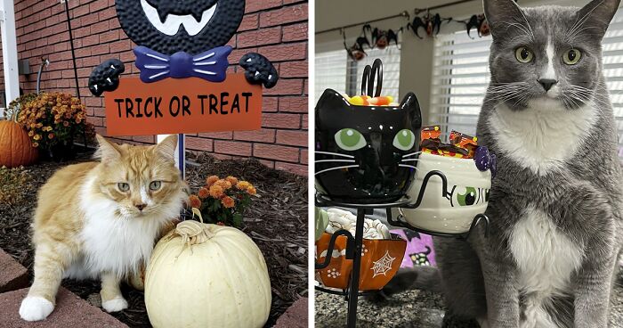 17 Spooktacular Halloween-Themed Cat Photos From Our Annual Contest