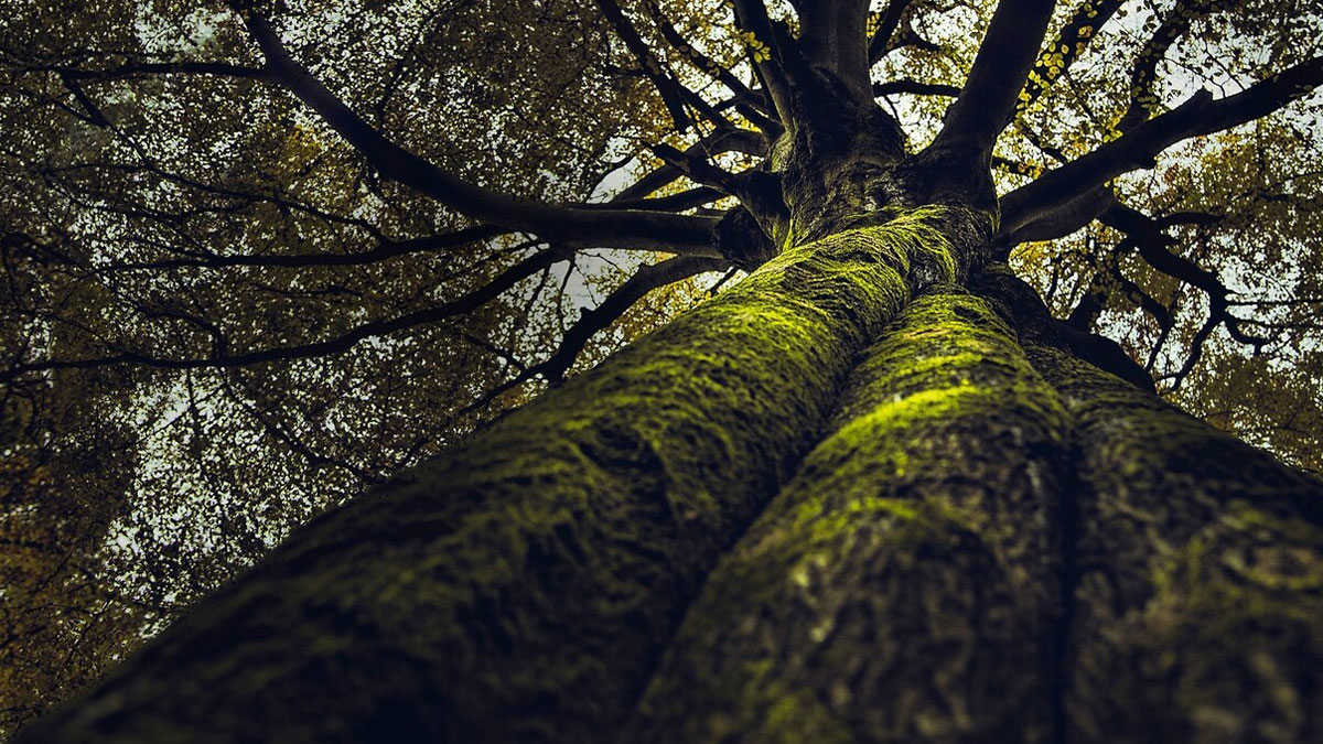 35YO Chops Down Tree Husband’s Family Cherished Without Asking, Leads To Massive Relationship Rift