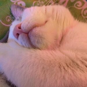 honeysucklerose avatar