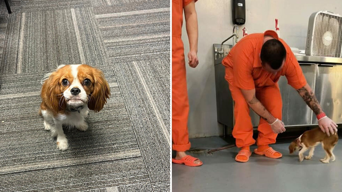 Josie, 13-Month-Old Therapy Dog, Is “Viciously” Attacked While Greeting Inmate