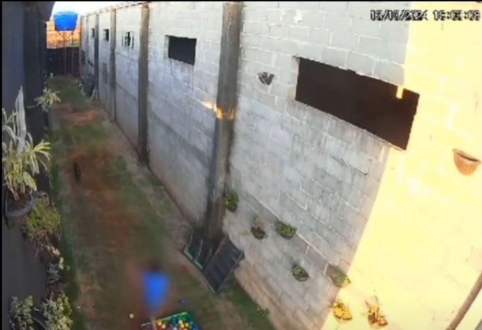 "I'm In Denial": 9-Year-Old Takes Lives Of 23 Animals In Brutal Incident "I'm In Denial": 9-Year-Old Takes Lives Of 23 Animals In Brutal Incident