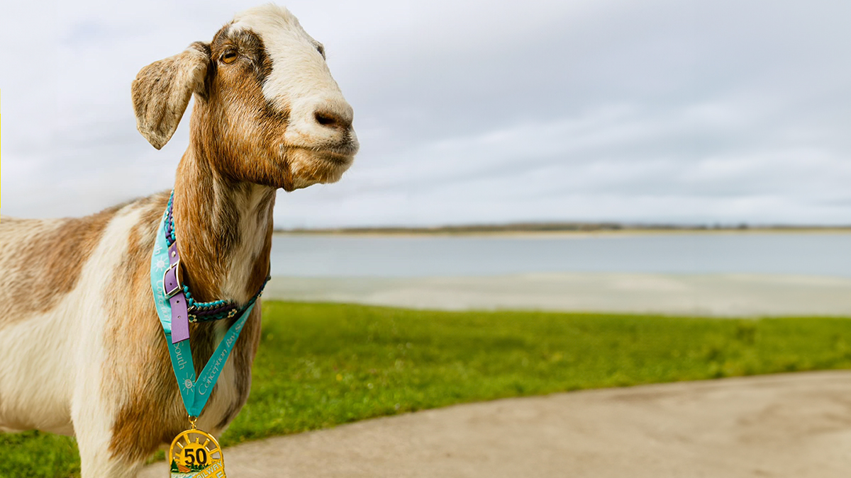 Local Goat Accidentally Enters A Half Marathon In Newfoundland And Wins A Medal