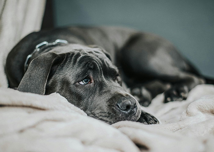 “My Dog Was Simply Sitting”: Worker Maliciously Complies With No-Dogs Home Office Policy “My Dog Was Simply Sitting”: Worker Maliciously Complies With No-Dogs Home Office Policy