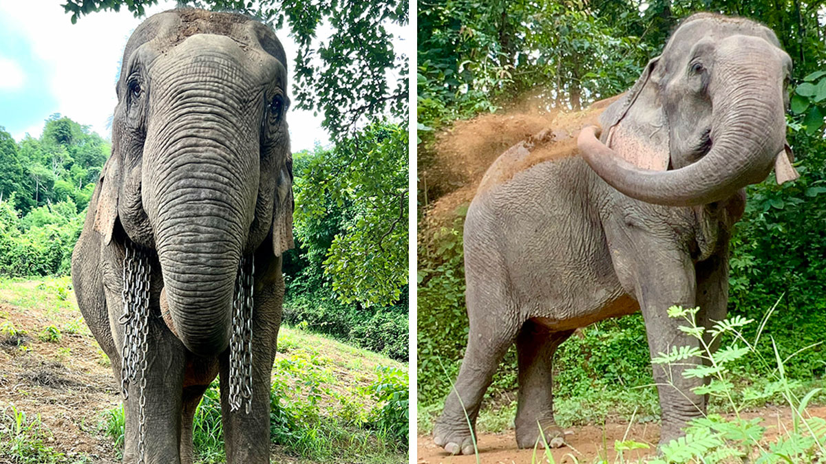 Mare Noi, An Elephant That Endured Cruelty For 41 Years, Is Finally Free Of Her Chains