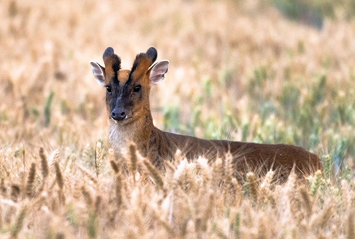 "Is It A Unicorn?": Zoo Officials Stumped By "Mysterious Winged And Horned Creature" Caught On Camera "Is It A Unicorn?": Zoo Officials Stumped By "Mysterious Winged And Horned Creature" Caught On Camera