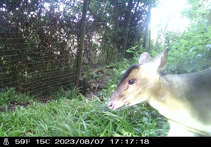 "Is It A Unicorn?": Zoo Officials Stumped By "Mysterious Winged And Horned Creature" Caught On Camera "Is It A Unicorn?": Zoo Officials Stumped By "Mysterious Winged And Horned Creature" Caught On Camera