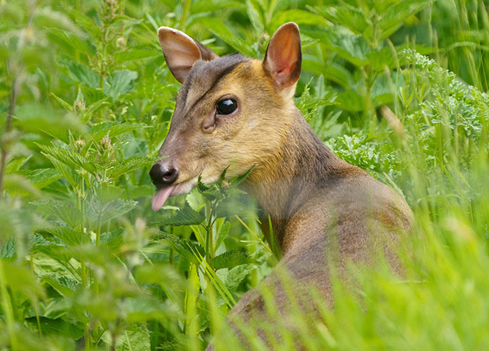 "Is It A Unicorn?": Zoo Officials Stumped By "Mysterious Winged And Horned Creature" Caught On Camera "Is It A Unicorn?": Zoo Officials Stumped By "Mysterious Winged And Horned Creature" Caught On Camera