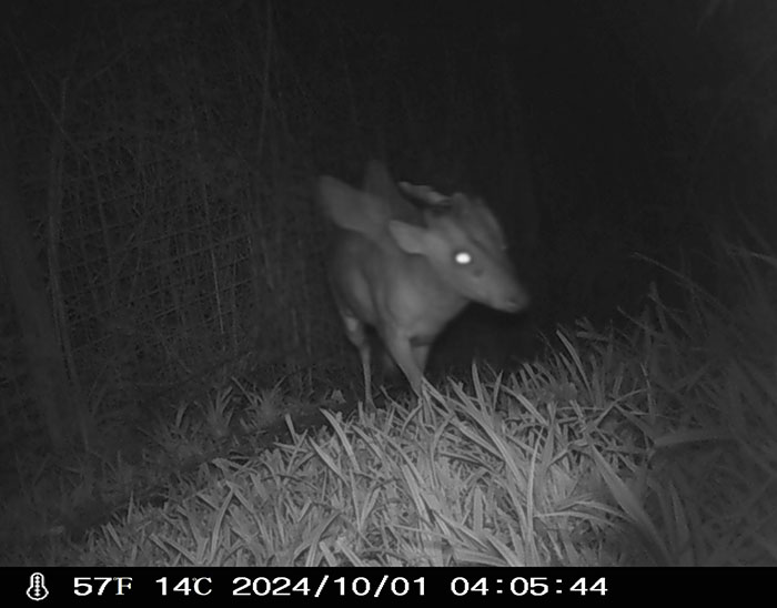"Is It A Unicorn?": Zoo Officials Stumped By "Mysterious Winged And Horned Creature" Caught On Camera "Is It A Unicorn?": Zoo Officials Stumped By "Mysterious Winged And Horned Creature" Caught On Camera