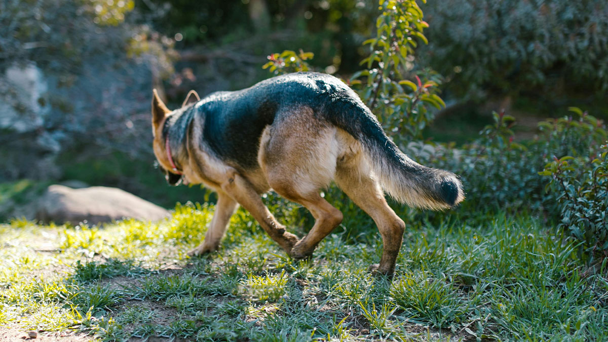 “Brutal And Absolutely Brilliant”: Man’s Petty Revenge On Jerk Neighbor Leaves Her Gagging Twice