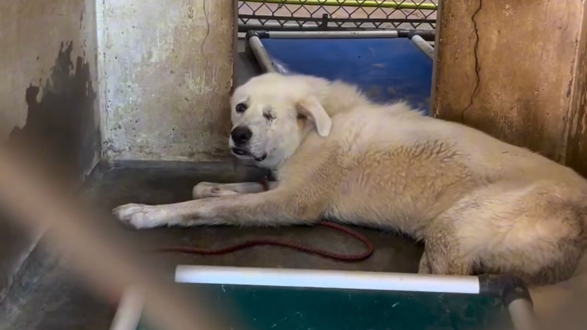 Meet Spinach – One-Eyed Dog Who Refused To Give Up And Finally Was Adopted By A Loving Family