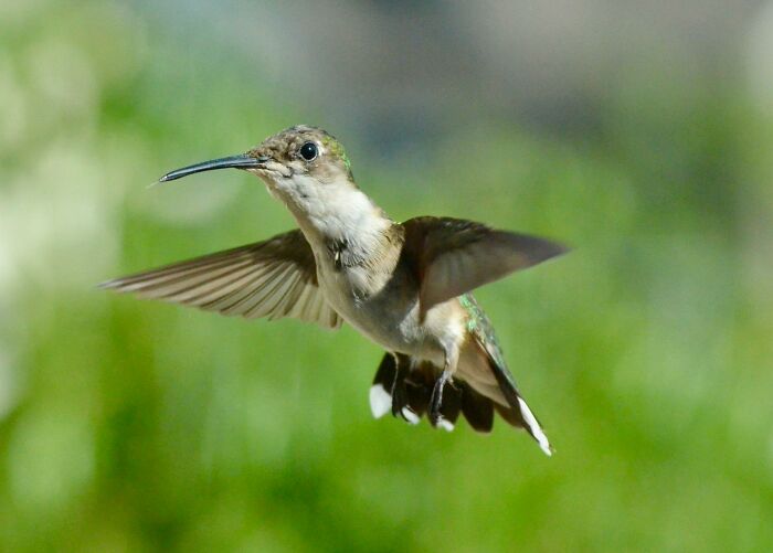 This Guy Saved A Baby Hummingbird And Soon Found Out She Wasn’t Alone This Guy Saved A Baby Hummingbird And Soon Found Out She Wasn’t Alone