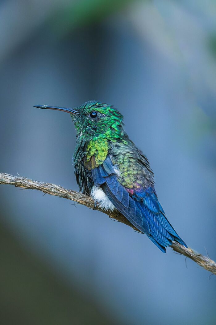 This Guy Saved A Baby Hummingbird And Soon Found Out She Wasn’t Alone This Guy Saved A Baby Hummingbird And Soon Found Out She Wasn’t Alone