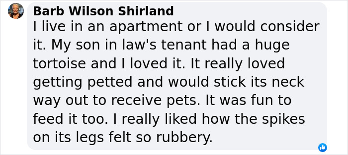 This Woman Has Become True Besties With A Sonoran Desert Tortoise She Recently Adopted This Woman Has Become True Besties With A Sonoran Desert Tortoise She Recently Adopted