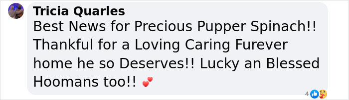 Meet Spinach - One-Eyed Dog Who Refused To Give Up And Finally Was Adopted By A Loving Family Meet Spinach - One-Eyed Dog Who Refused To Give Up And Finally Was Adopted By A Loving Family