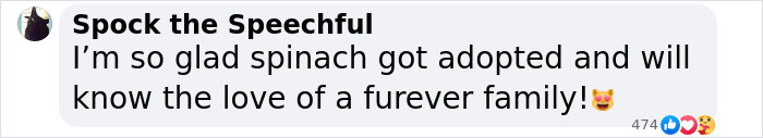 Meet Spinach - One-Eyed Dog Who Refused To Give Up And Finally Was Adopted By A Loving Family Meet Spinach - One-Eyed Dog Who Refused To Give Up And Finally Was Adopted By A Loving Family