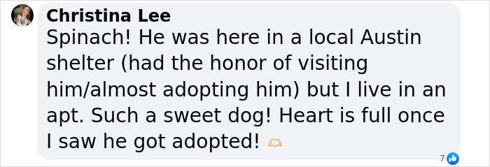 Meet Spinach - One-Eyed Dog Who Refused To Give Up And Finally Was Adopted By A Loving Family Meet Spinach - One-Eyed Dog Who Refused To Give Up And Finally Was Adopted By A Loving Family