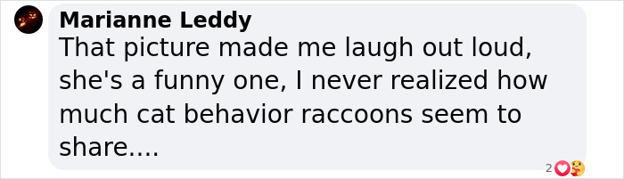 If You’re Having A Tough Day, Biscuits The Raccoon May Just Bring Your Smile Back If You’re Having A Tough Day, Biscuits The Raccoon May Just Bring Your Smile Back