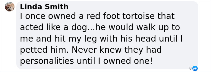 This Woman Has Become True Besties With A Sonoran Desert Tortoise She Recently Adopted This Woman Has Become True Besties With A Sonoran Desert Tortoise She Recently Adopted