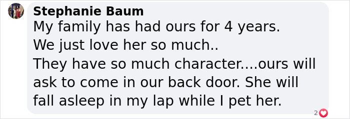 This Woman Has Become True Besties With A Sonoran Desert Tortoise She Recently Adopted This Woman Has Become True Besties With A Sonoran Desert Tortoise She Recently Adopted