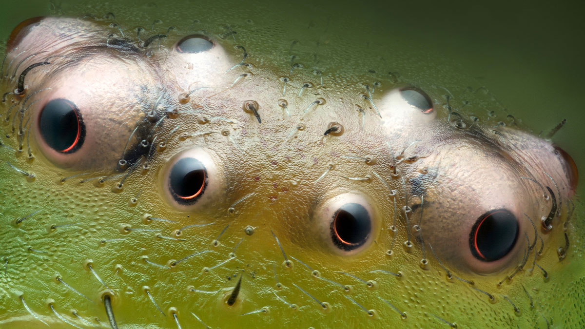 30 Mind-Blowing Microscopic Images From The 2024 Nikon Small World Photomicrography Contest