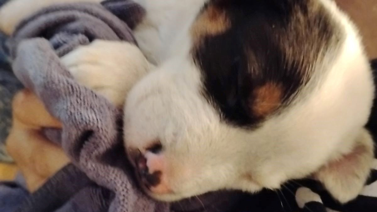 The Huron Police Department Helped A Puppy Who Couldn’t Get Out Of A Smelly Situation Alone