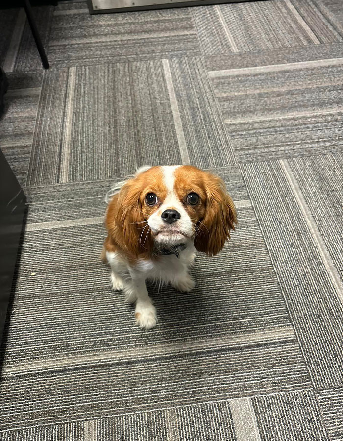 Josie, 13-Month-Old Therapy Dog, Is “Viciously” Attacked While Greeting Inmate Josie, 13-Month-Old Therapy Dog, Is “Viciously” Attacked While Greeting Inmate