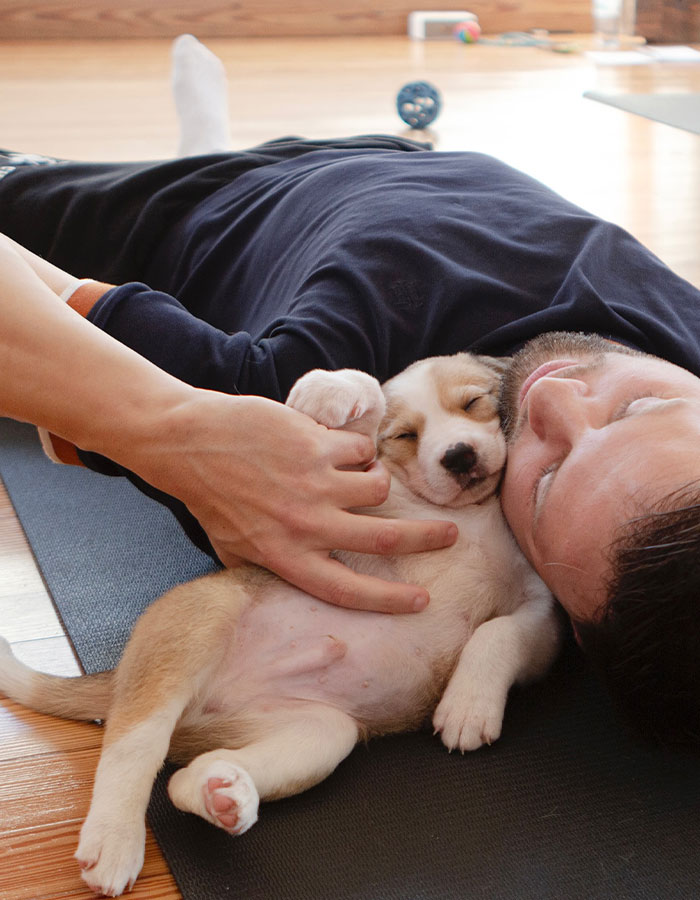 Yoga With Homeless Puppies Adds Twist To Traditional “Puppy Yoga” Trend To Promote Adoptions Yoga With Homeless Puppies Adds Twist To Traditional “Puppy Yoga” Trend To Promote Adoptions