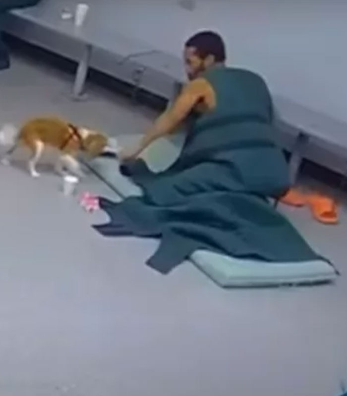 Josie, 13-Month-Old Therapy Dog, Is “Viciously” Attacked While Greeting Inmate Josie, 13-Month-Old Therapy Dog, Is “Viciously” Attacked While Greeting Inmate