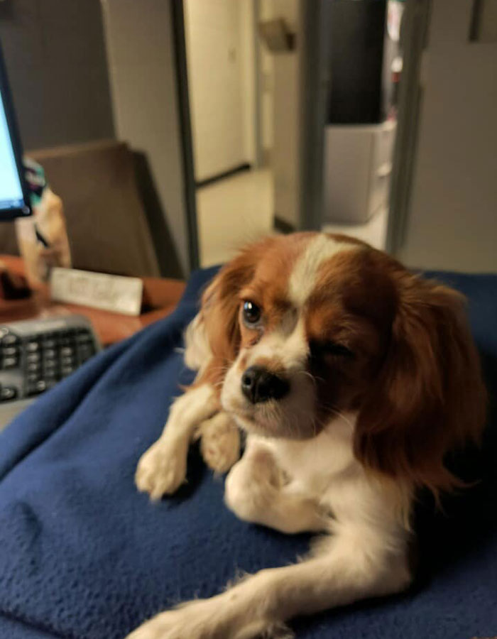 Josie, 13-Month-Old Therapy Dog, Is “Viciously” Attacked While Greeting Inmate Josie, 13-Month-Old Therapy Dog, Is “Viciously” Attacked While Greeting Inmate