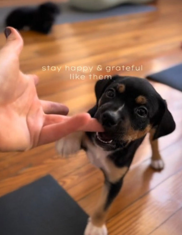 Yoga With Homeless Puppies Adds Twist To Traditional “Puppy Yoga” Trend To Promote Adoptions Yoga With Homeless Puppies Adds Twist To Traditional “Puppy Yoga” Trend To Promote Adoptions