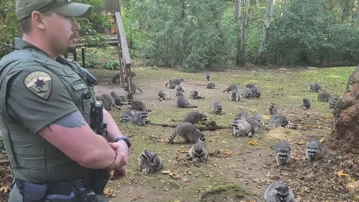 Wild Raccoons Who Were Being Fed By Woman For 35 Years Turn Aggressive, Get 911 Called On Them