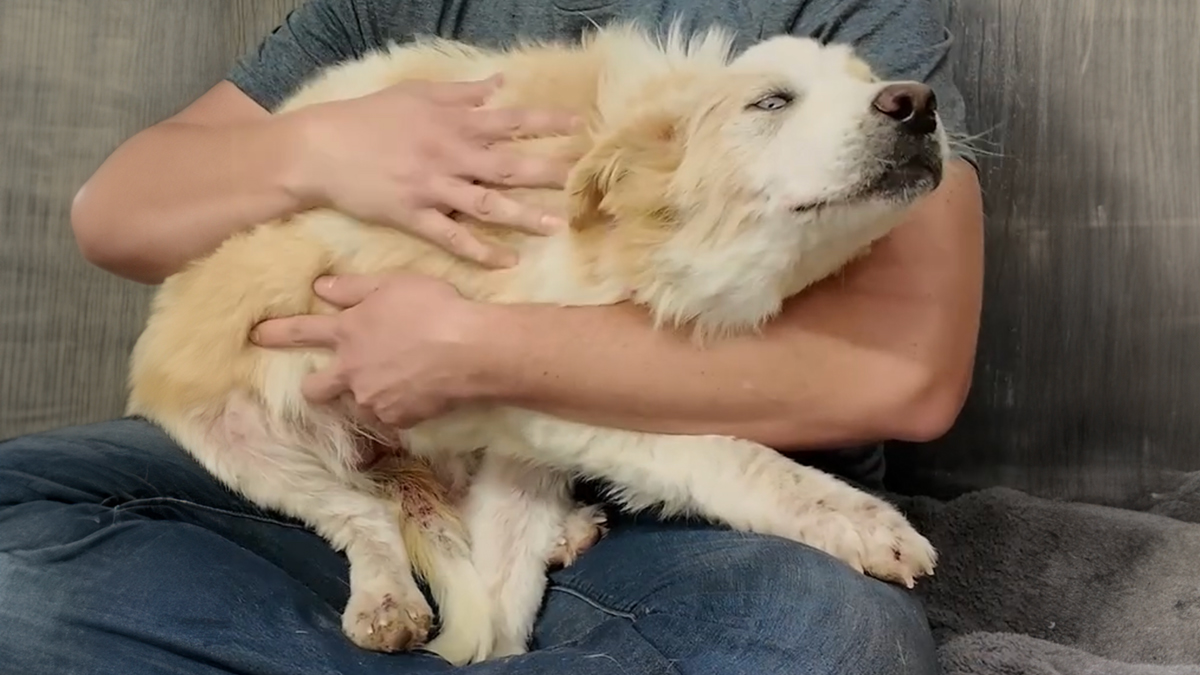 Video About Shelter Pup Getting Cuddles For The First Time Is Melting Hearts All Over The Internet