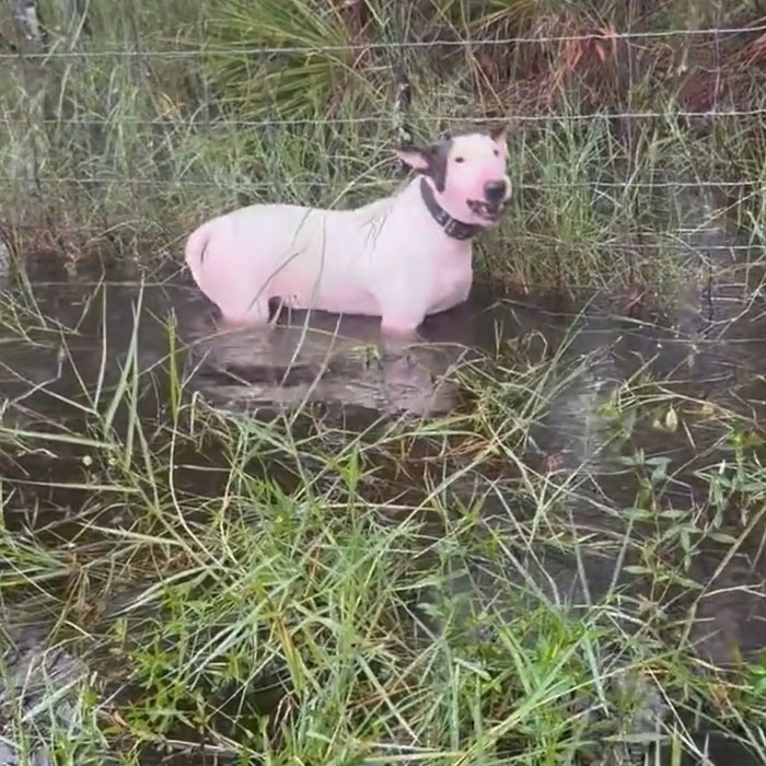 "Find The Perpetrator": Florida Troopers Rescue Dog Tied To Fence Ahead Of Hurricane Milton "Find The Perpetrator": Florida Troopers Rescue Dog Tied To Fence Ahead Of Hurricane Milton