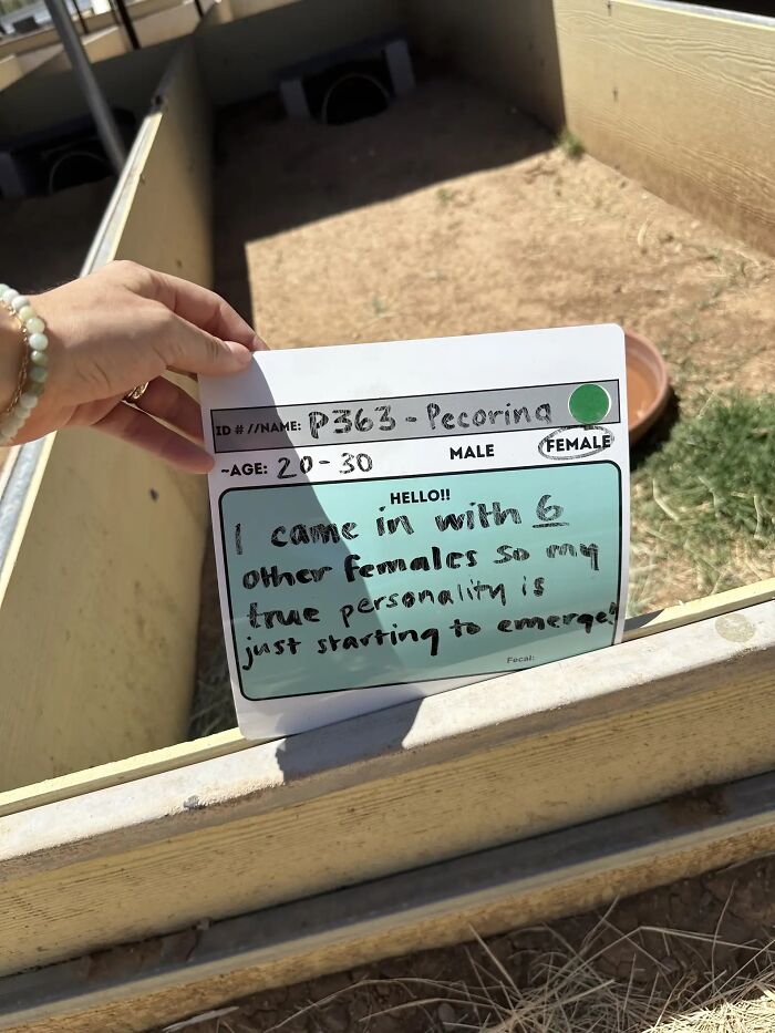 This Woman Has Become True Besties With A Sonoran Desert Tortoise She Recently Adopted This Woman Has Become True Besties With A Sonoran Desert Tortoise She Recently Adopted