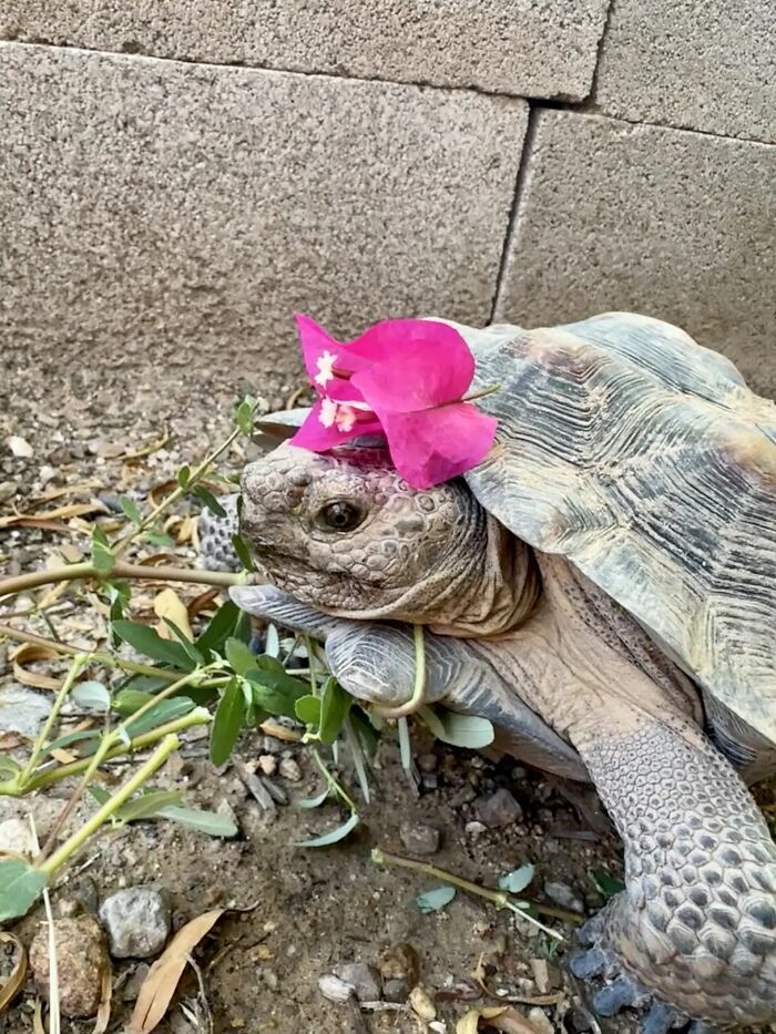 This Woman Has Become True Besties With A Sonoran Desert Tortoise She Recently Adopted This Woman Has Become True Besties With A Sonoran Desert Tortoise She Recently Adopted