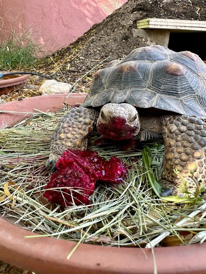 This Woman Has Become True Besties With A Sonoran Desert Tortoise She Recently Adopted This Woman Has Become True Besties With A Sonoran Desert Tortoise She Recently Adopted