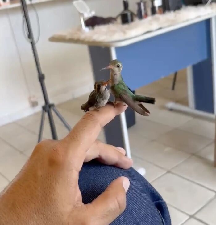 This Guy Saved A Baby Hummingbird And Soon Found Out She Wasn’t Alone This Guy Saved A Baby Hummingbird And Soon Found Out She Wasn’t Alone