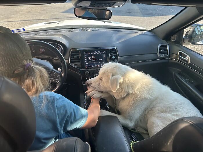 Meet Spinach - One-Eyed Dog Who Refused To Give Up And Finally Was Adopted By A Loving Family Meet Spinach - One-Eyed Dog Who Refused To Give Up And Finally Was Adopted By A Loving Family