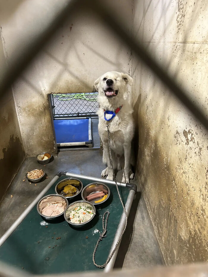 Meet Spinach - One-Eyed Dog Who Refused To Give Up And Finally Was Adopted By A Loving Family Meet Spinach - One-Eyed Dog Who Refused To Give Up And Finally Was Adopted By A Loving Family